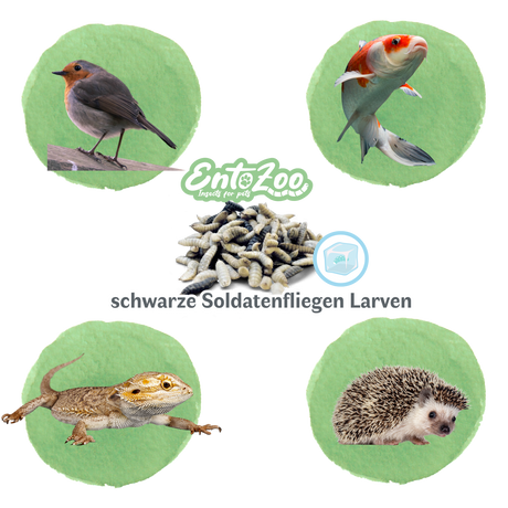 Gefroren Schwarze Soldatenfliegen Larven Hermetia illucens - groß - einzeln entnehmbar