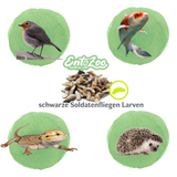 Live Black Soldier Fly Larvae (Hermetia illucens) - Large - Individually Removable