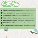 Lebende Mehlwürmer als Futtertier