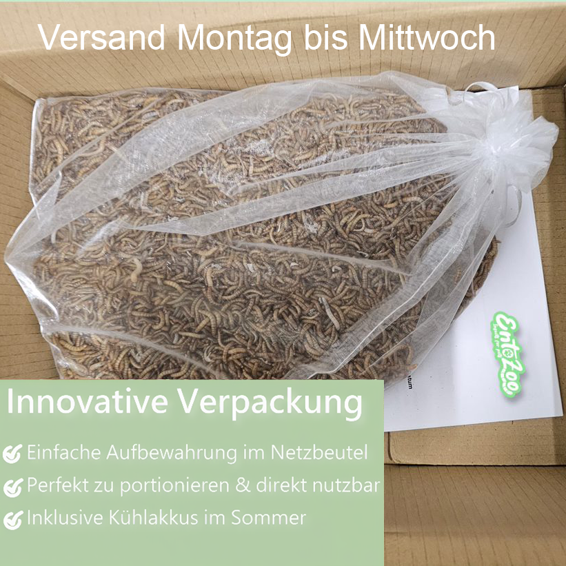 Lebende Mehlwürmer als Futtertier