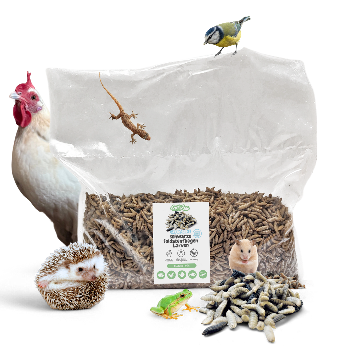 Gefroren Schwarze Soldatenfliegen Larven Hermetia illucens - groß - einzeln entnehmbar