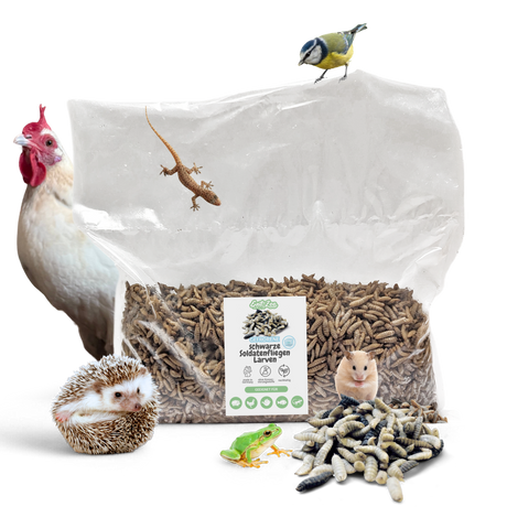 Gefroren Schwarze Soldatenfliegen Larven Hermetia illucens - groß - einzeln entnehmbar