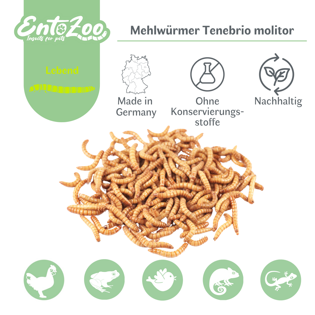 Lebende Mehlwürmer als Futtertier