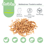 Lebende Mehlwürmer als Futtertier