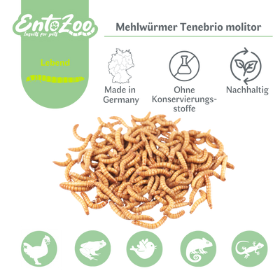 I LOVE WORMS Getrocknete Schwarze Soldatenfliegenlarven – 4,5 Kg, Proteinreich & Kalziumhaltig, Perfektes Hühnerfutter