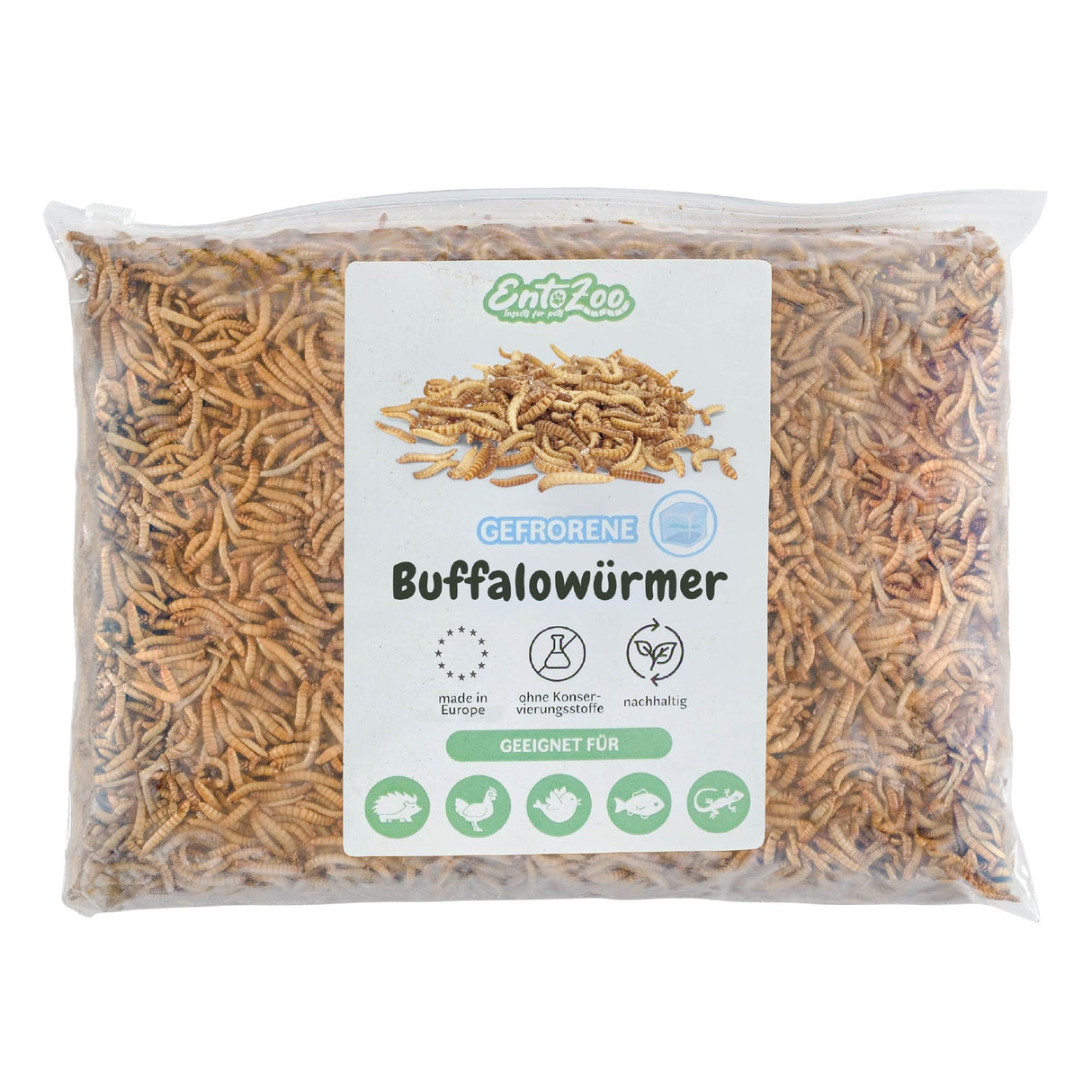 Gefrorene Buffalowürmer Buffalos Futterinsekten einzeln entnehmbar