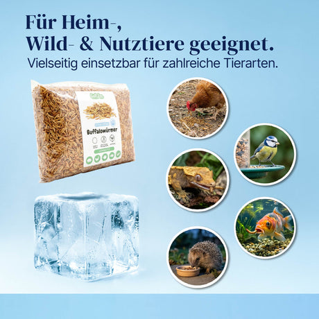 Gefrorene Buffalowürmer Buffalos Futterinsekten einzeln entnehmbar