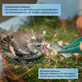 Gefrorene Buffalowürmer Buffalos Futterinsekten einzeln entnehmbar
