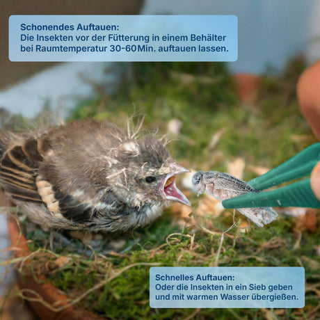 Gefrorene Buffalowürmer Buffalos Futterinsekten einzeln entnehmbar
