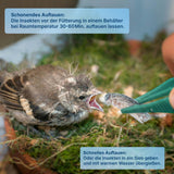 Gefrorene Heimchen