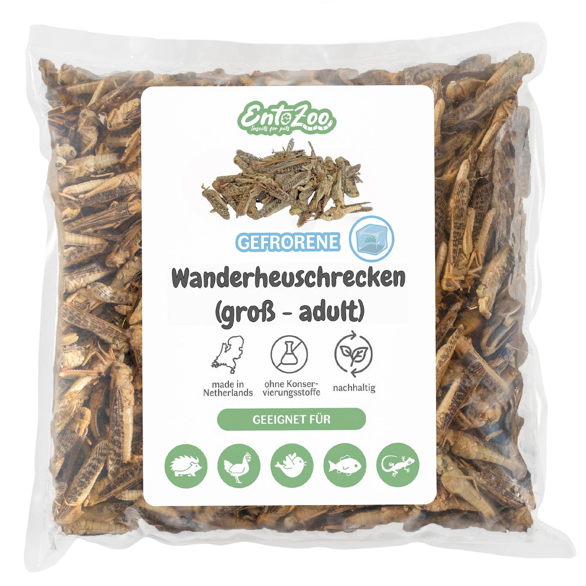 EntoZoo - Gefrorene Wanderheuschrecken (locusta migratoria) (Groß - Adult)