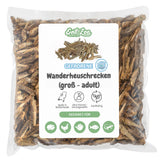 EntoZoo - Gefrorene Wanderheuschrecken (locusta migratoria) (Groß - Adult)