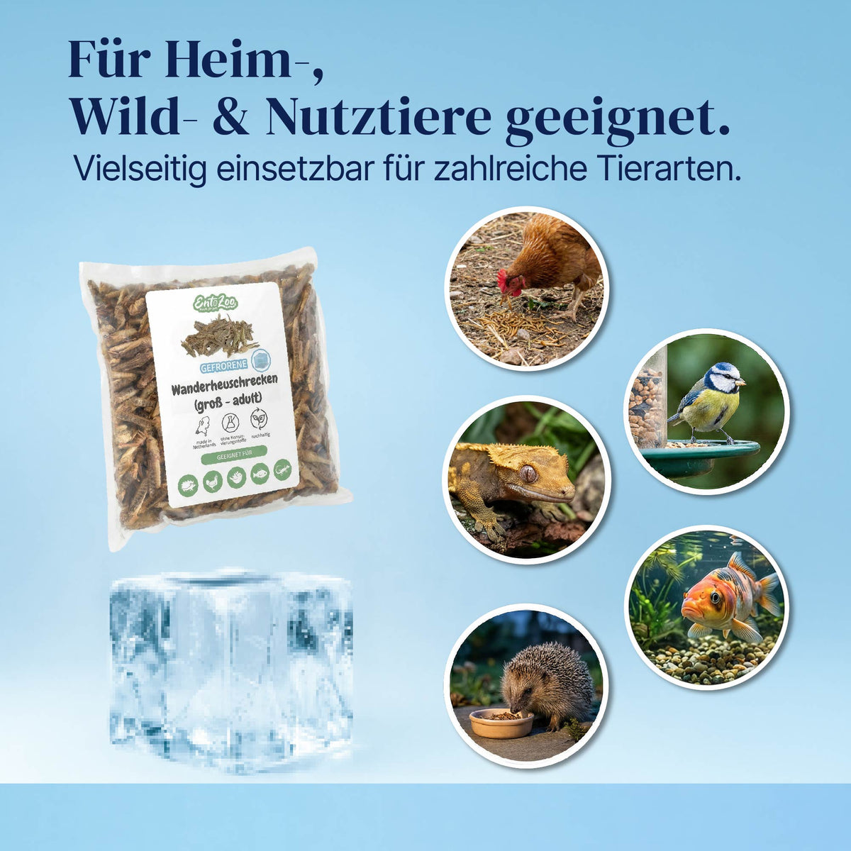 EntoZoo - Gefrorene Wanderheuschrecken (locusta migratoria) (Groß - Adult)