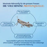 EntoZoo - Gefrorene Wanderheuschrecken (locusta migratoria) (Groß - Adult)