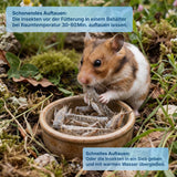 EntoZoo - Gefrorene Wanderheuschrecken (locusta migratoria) (Groß - Adult)