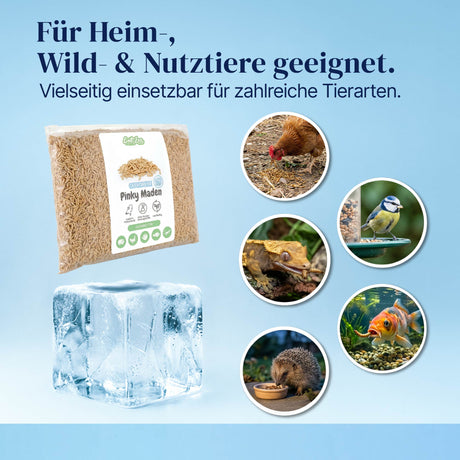 Gefrorene Pinky Maden (Lucilia sp.) Goldfliege Maden - einzeln entnehmbar