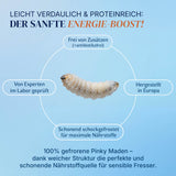 Gefrorene Pinky Maden (Lucilia sp.) Goldfliege Maden - einzeln entnehmbar