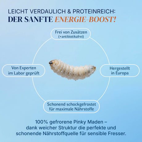Gefrorene Pinky Maden (Lucilia sp.) Goldfliege Maden - einzeln entnehmbar