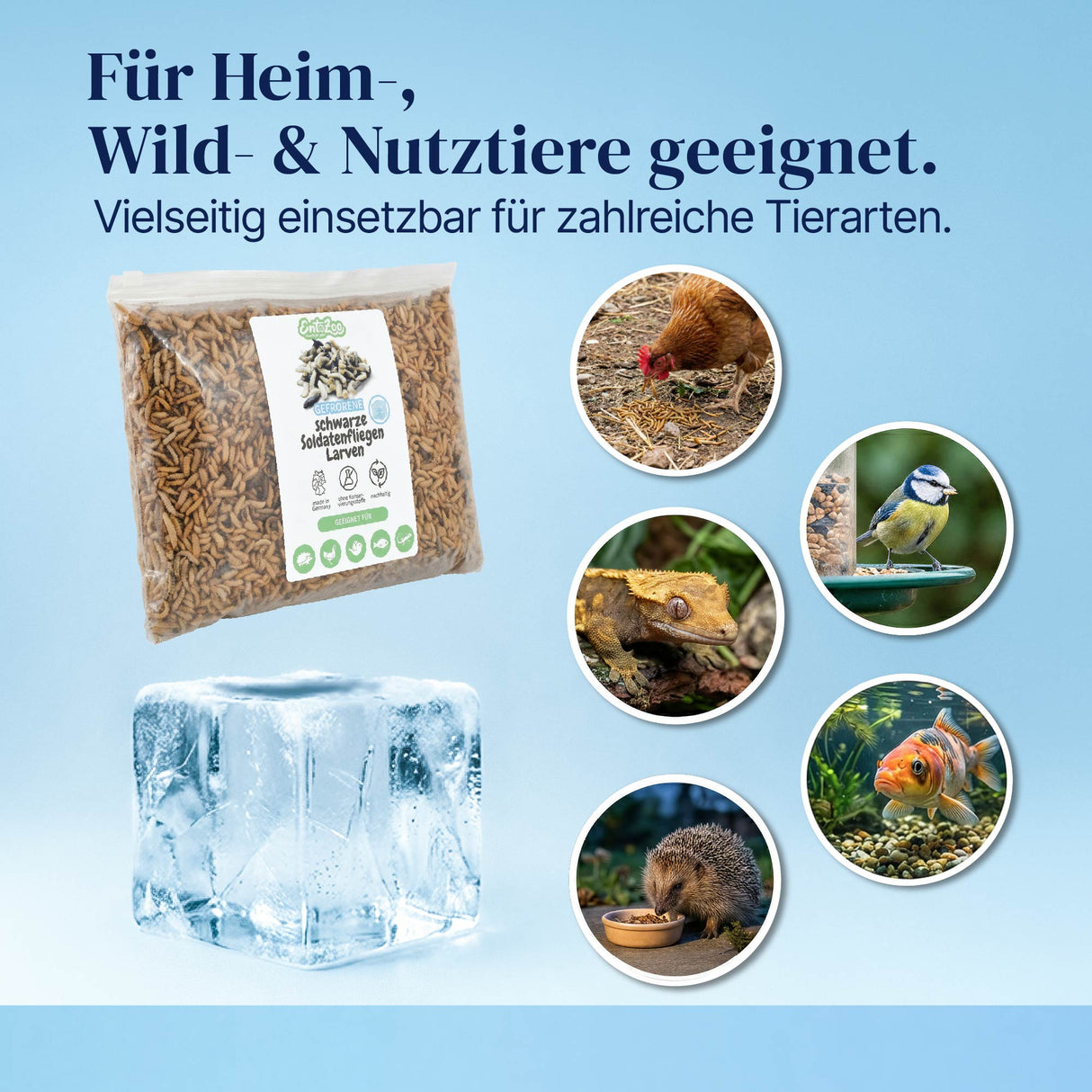 Gefroren Schwarze Soldatenfliegen Larven Hermetia illucens - groß - einzeln entnehmbar