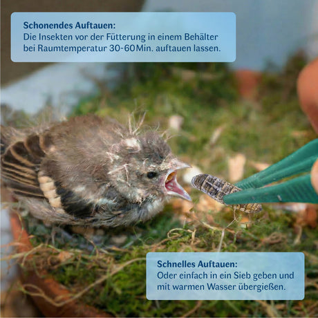 Gefroren Schwarze Soldatenfliegen Larven Hermetia illucens - groß - einzeln entnehmbar