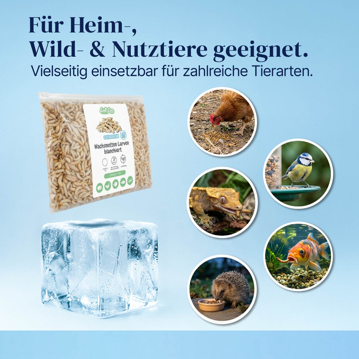 Gefrorene Wachsmotten Larven / Bienenmaden Larven - Blanchiert - einzeln entnehmbar