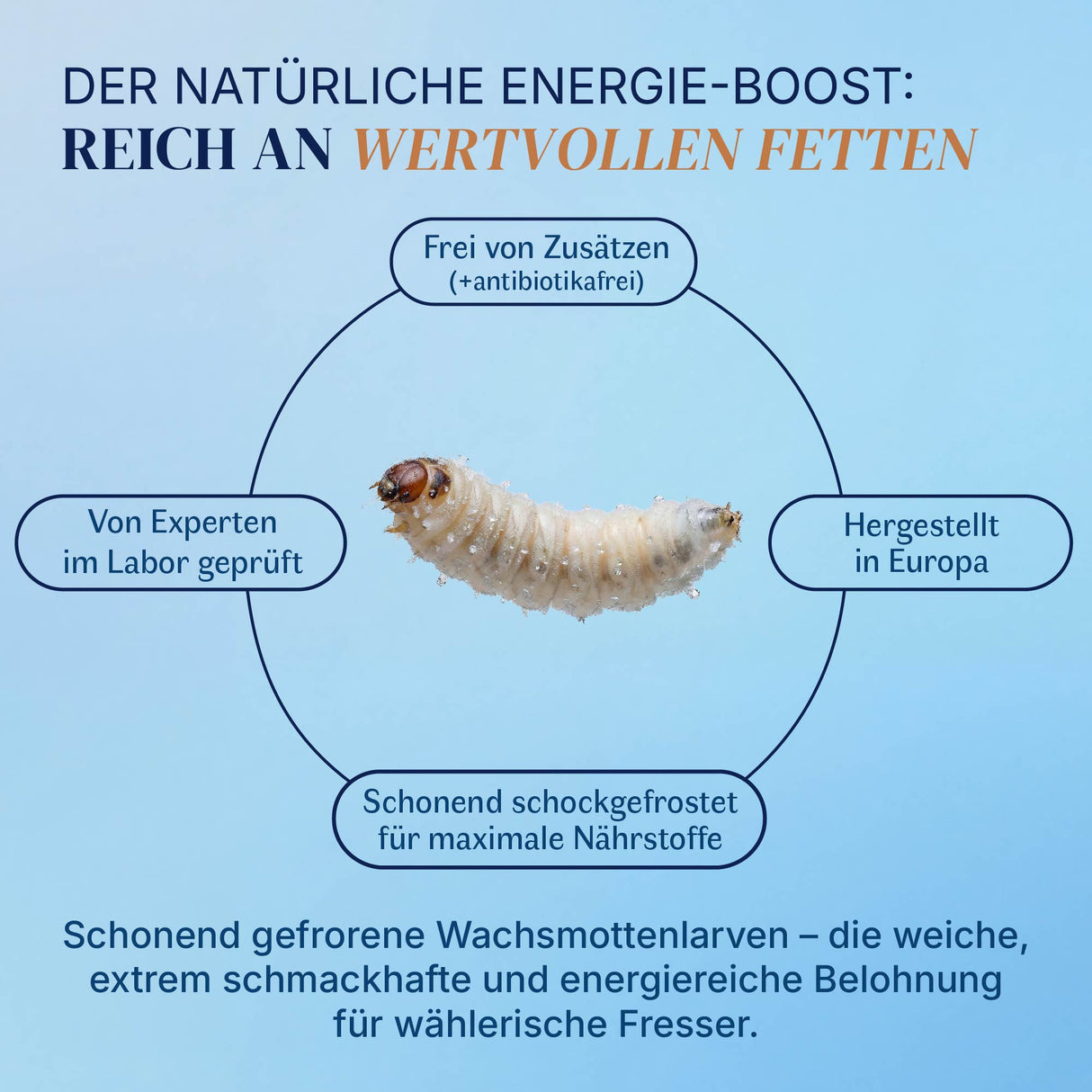 Gefrorene Wachsmotten Larven / Bienenmaden Larven - Blanchiert - einzeln entnehmbar