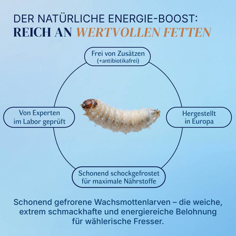 Gefrorene Wachsmotten Larven / Bienenmaden Larven - Blanchiert - einzeln entnehmbar