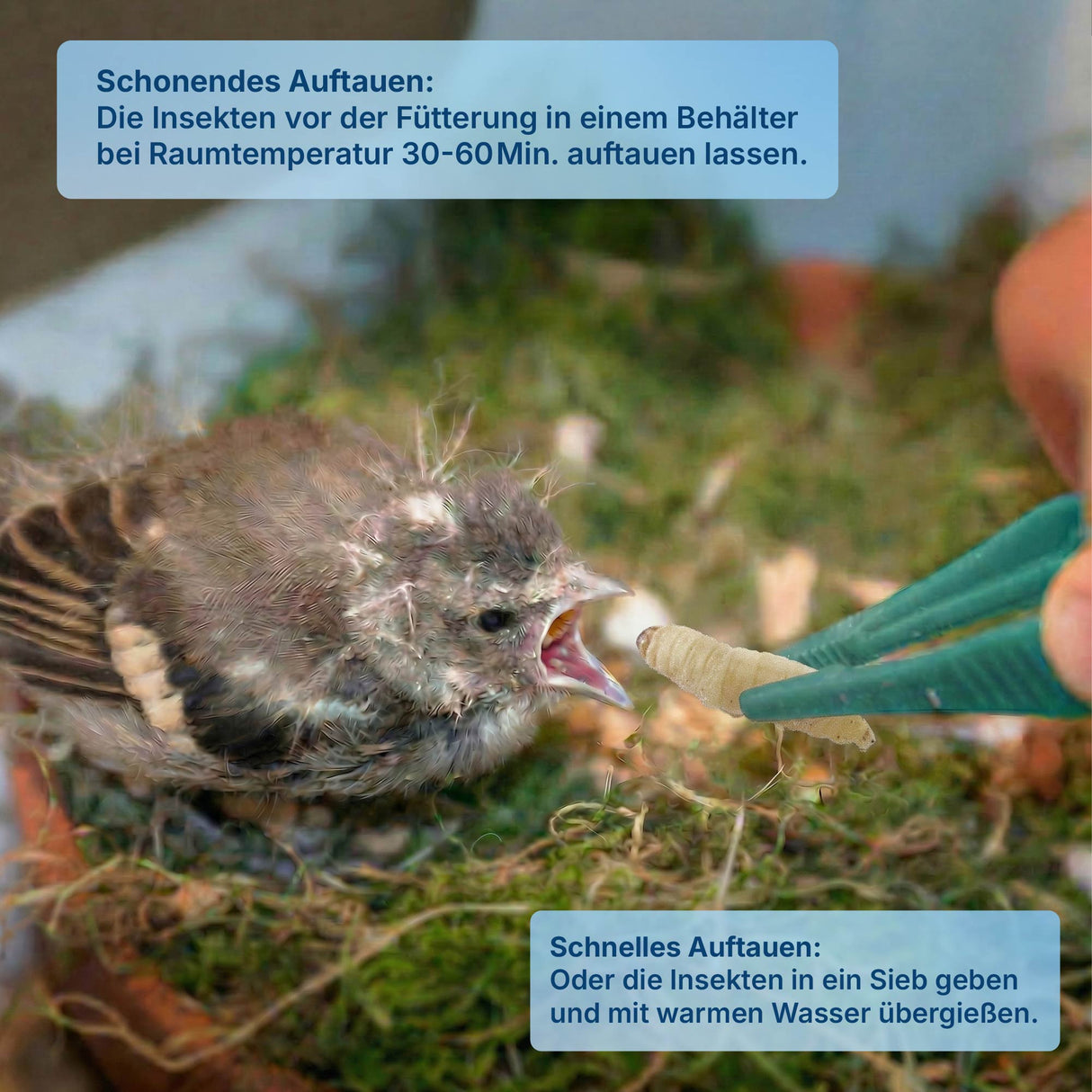 Gefrorene Wachsmotten Larven / Bienenmaden Larven - Blanchiert - einzeln entnehmbar