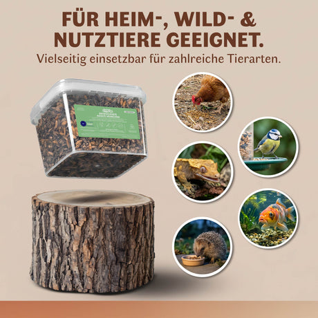 Getrocknete Heimchen Acheta domesticus  - groß - mit Beinen und Flügeln