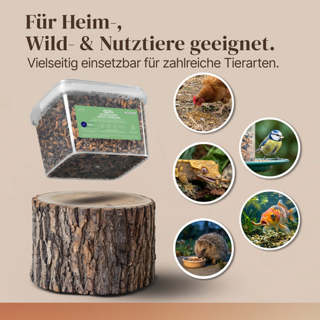 Getrocknete Heimchen Acheta domesticus  - groß - mit Beinen und Flügeln