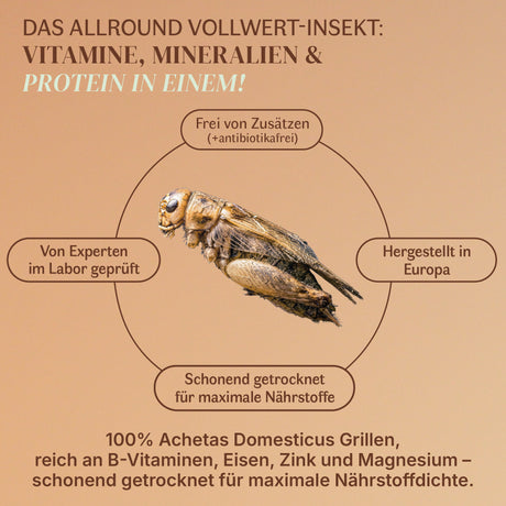 Getrocknete Heimchen Acheta domesticus  - groß - mit Beinen und Flügeln
