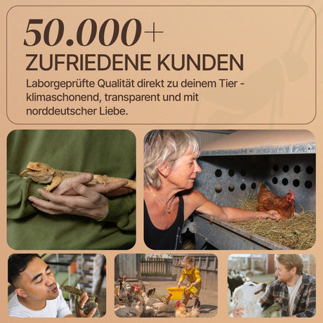 Getrocknete Heimchen Acheta domesticus  - groß - mit Beinen und Flügeln