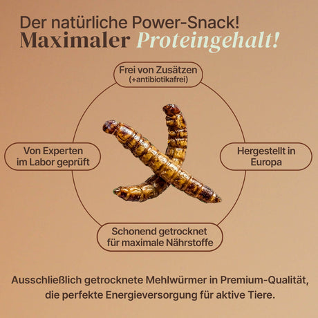 Getrocknete Mehlwürmer