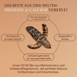 Insekten Mix Schwarze Soldatenfliege und Mehlwurm