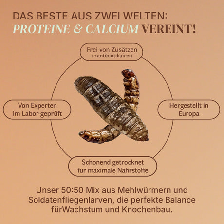 Insekten Mix Schwarze Soldatenfliege und Mehlwurm