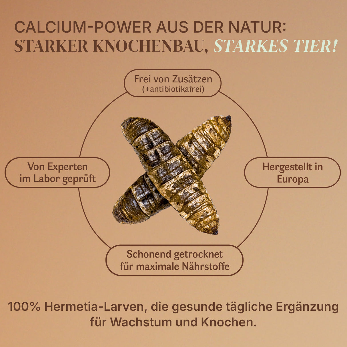 Getrocknete Schwarze Soldatenfliegen Larven für Vögel und andere Haustiere