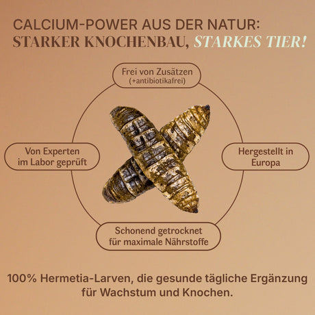Getrocknete Schwarze Soldatenfliegen Larven für Vögel und andere Haustiere