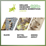 Lebende Hausgrillen Heimchen (Acheta domesticus) als Futtertier für Reptilien, Amphibien, Vögel, Nagetiere