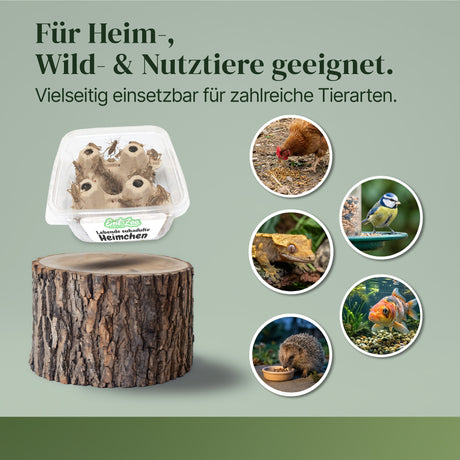Lebende Hausgrillen Heimchen (Acheta domesticus) als Futtertier für Reptilien, Amphibien, Vögel, Nagetiere