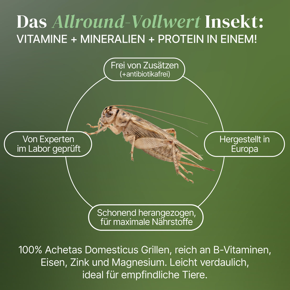 Lebende Hausgrillen Heimchen (Acheta domesticus) als Futtertier für Reptilien, Amphibien, Vögel, Nagetiere