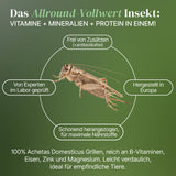 Lebende Hausgrillen Heimchen (Acheta domesticus) als Futtertier für Reptilien, Amphibien, Vögel, Nagetiere