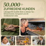 Lebende Hausgrillen Heimchen (Acheta domesticus) als Futtertier für Reptilien, Amphibien, Vögel, Nagetiere