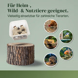 Mittelmeergrillen Zweifleckgrille (Gryllus bimaculatus) als Futtertier für Reptilien, Amphibien, Vögel, Nagetiere