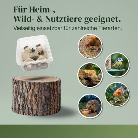 Mittelmeergrillen Zweifleckgrille (Gryllus bimaculatus) als Futtertier für Reptilien, Amphibien, Vögel, Nagetiere