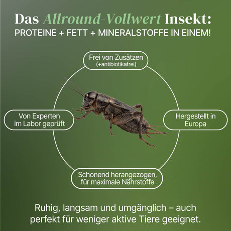 Mittelmeergrillen Zweifleckgrille (Gryllus bimaculatus) als Futtertier für Reptilien, Amphibien, Vögel, Nagetiere