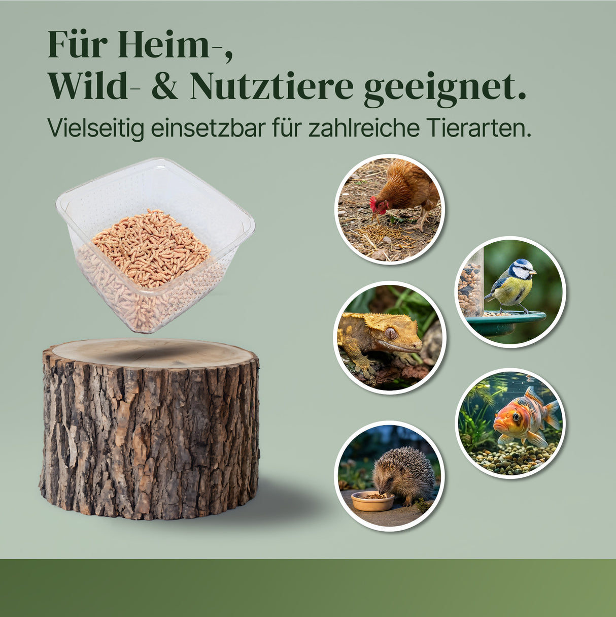 Lebende Pinky Maden (Lucilia sp.) Goldfliege Maden - einzeln entnehmbar