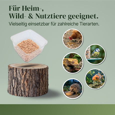 Lebende Pinky Maden (Lucilia sp.) Goldfliege Maden - einzeln entnehmbar