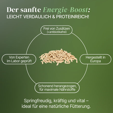 Lebende Pinky Maden (Lucilia sp.) Goldfliege Maden - einzeln entnehmbar