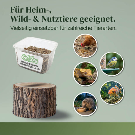 Lebende Schwarze Soldatenfliegen Larven Hermetia illucens - groß - einzeln entnehmbar