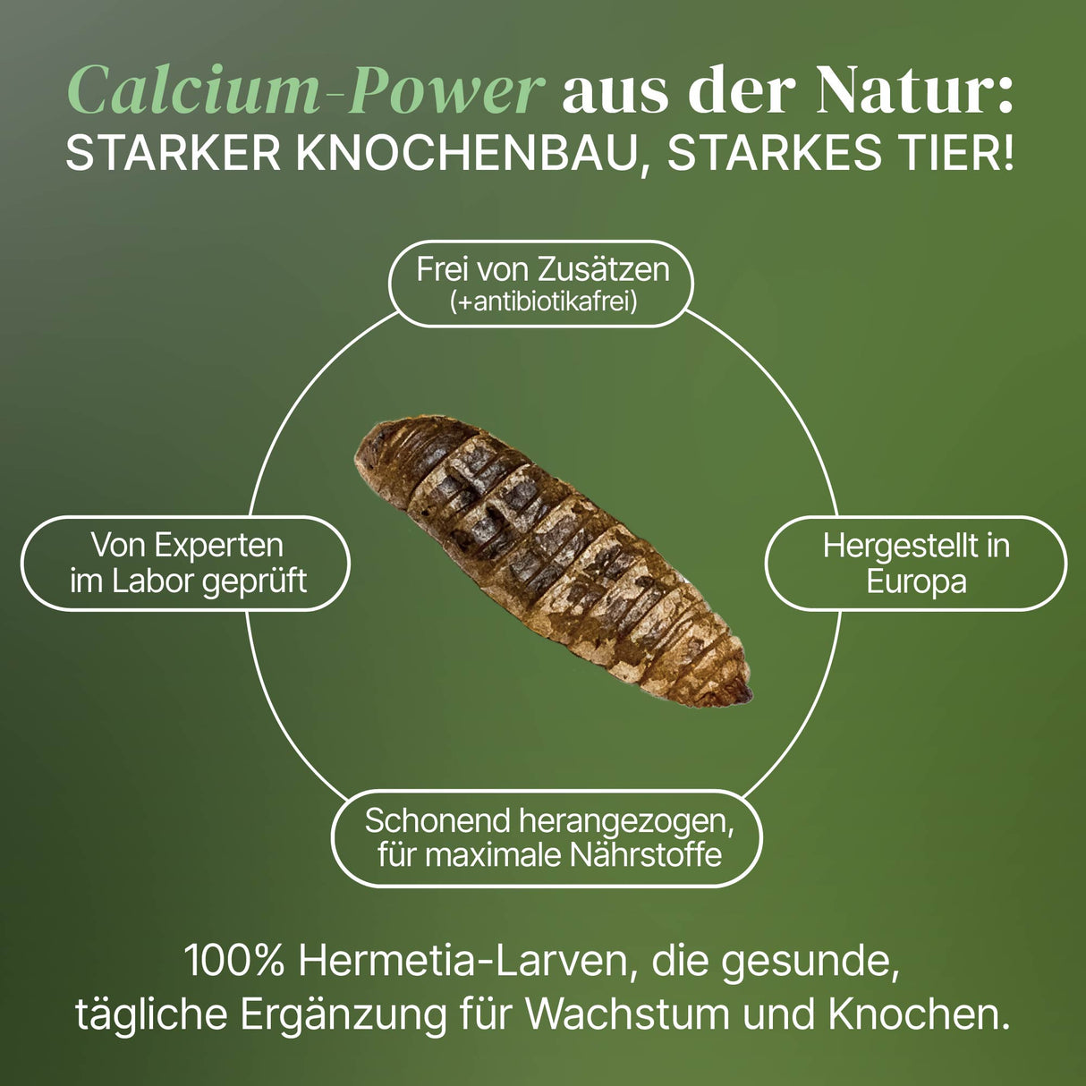 Lebende Schwarze Soldatenfliegen Larven Hermetia illucens - groß - einzeln entnehmbar